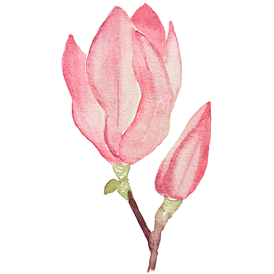 ilustracion flores rosa